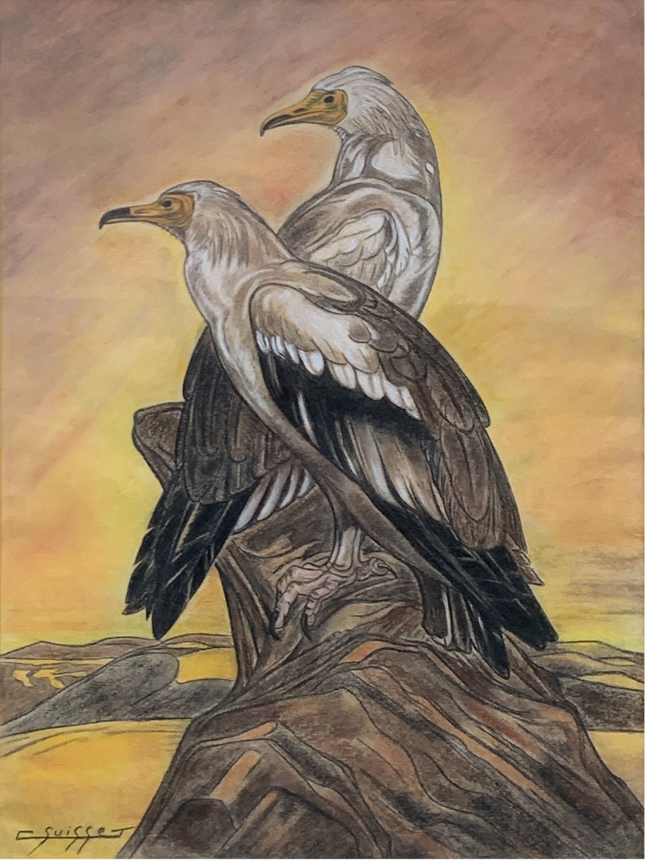 Couple de vautour percnoptères, vers 1930.